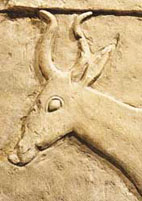 Dorkasgazelle